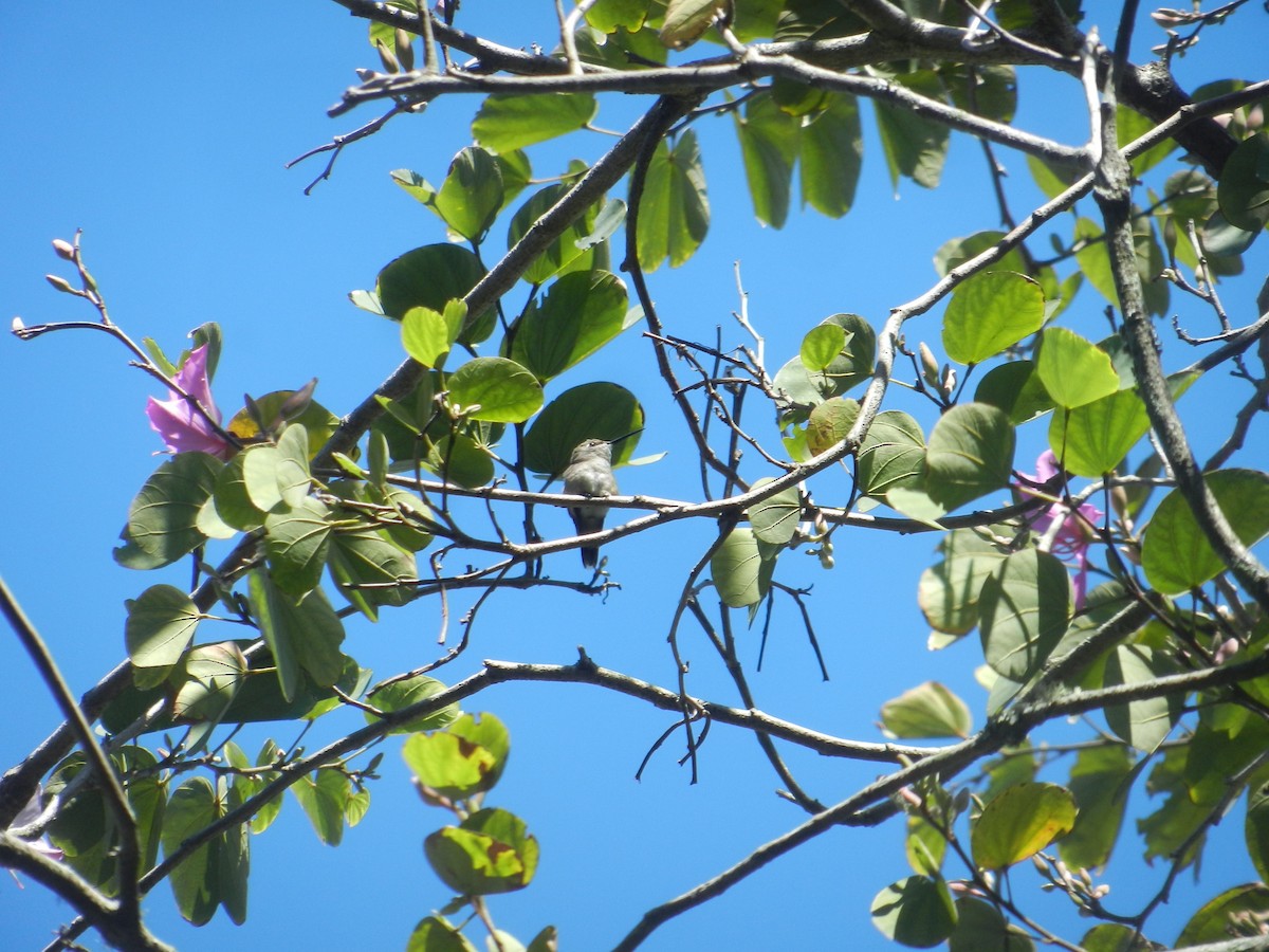 Yakut Boğazlı Kolibri - ML615081559