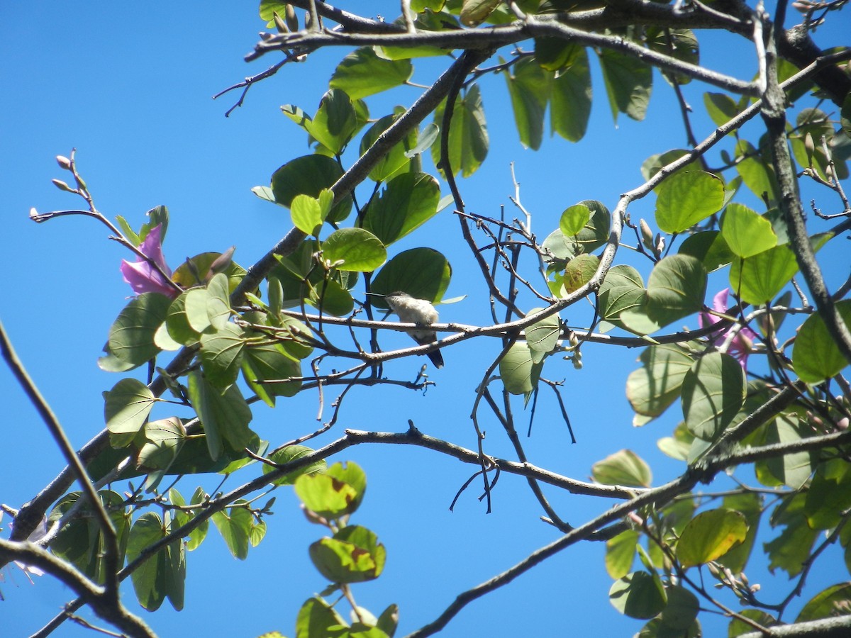 Yakut Boğazlı Kolibri - ML615081588