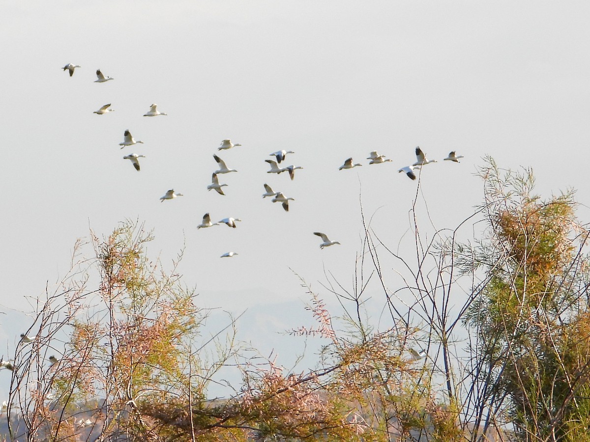 Snow Goose - ML615081611