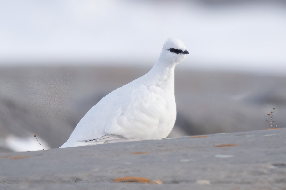 Rock Ptarmigan - ML615081715