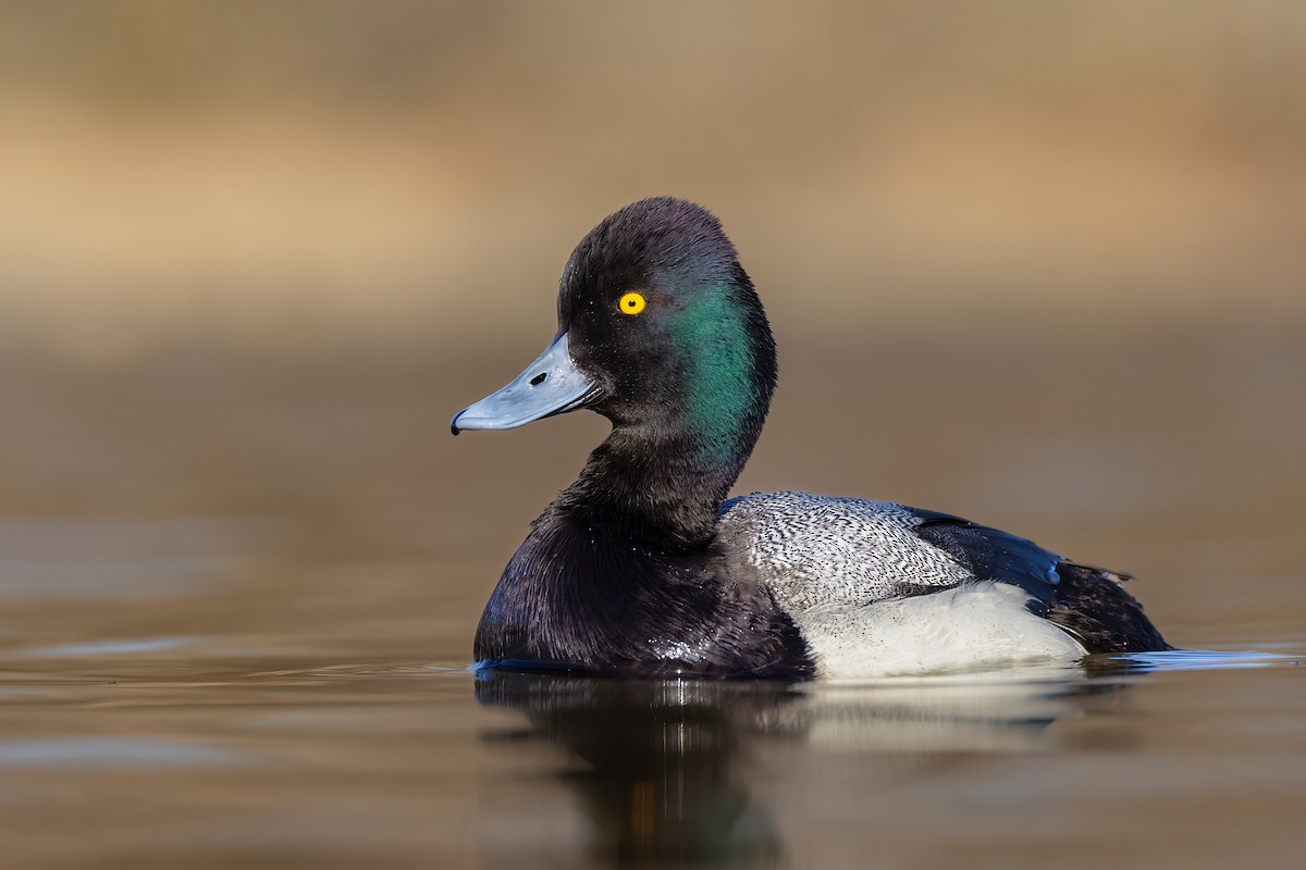 Lesser Scaup - ML615081743