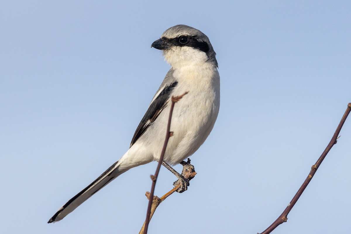 Loggerhead Shrike - Scott France