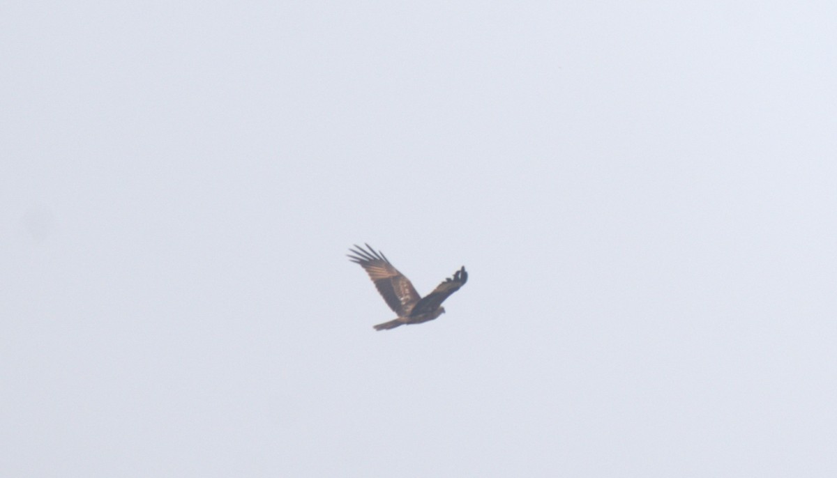 Brahminy Kite - ML615081758