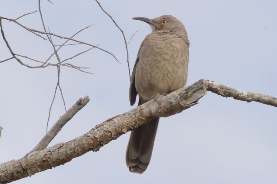 Curve-billed Thrasher - ML615081762