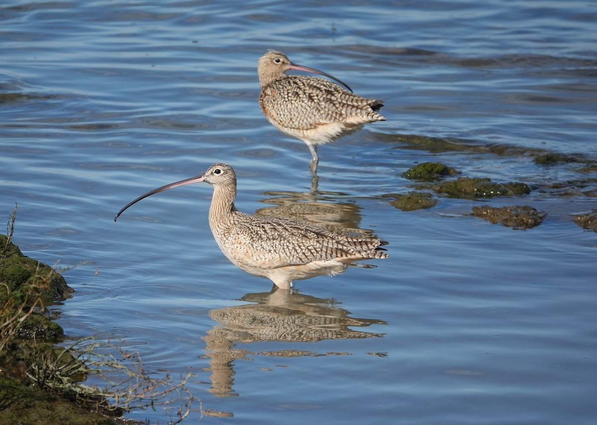 Long-billed Curlew - ML615081784