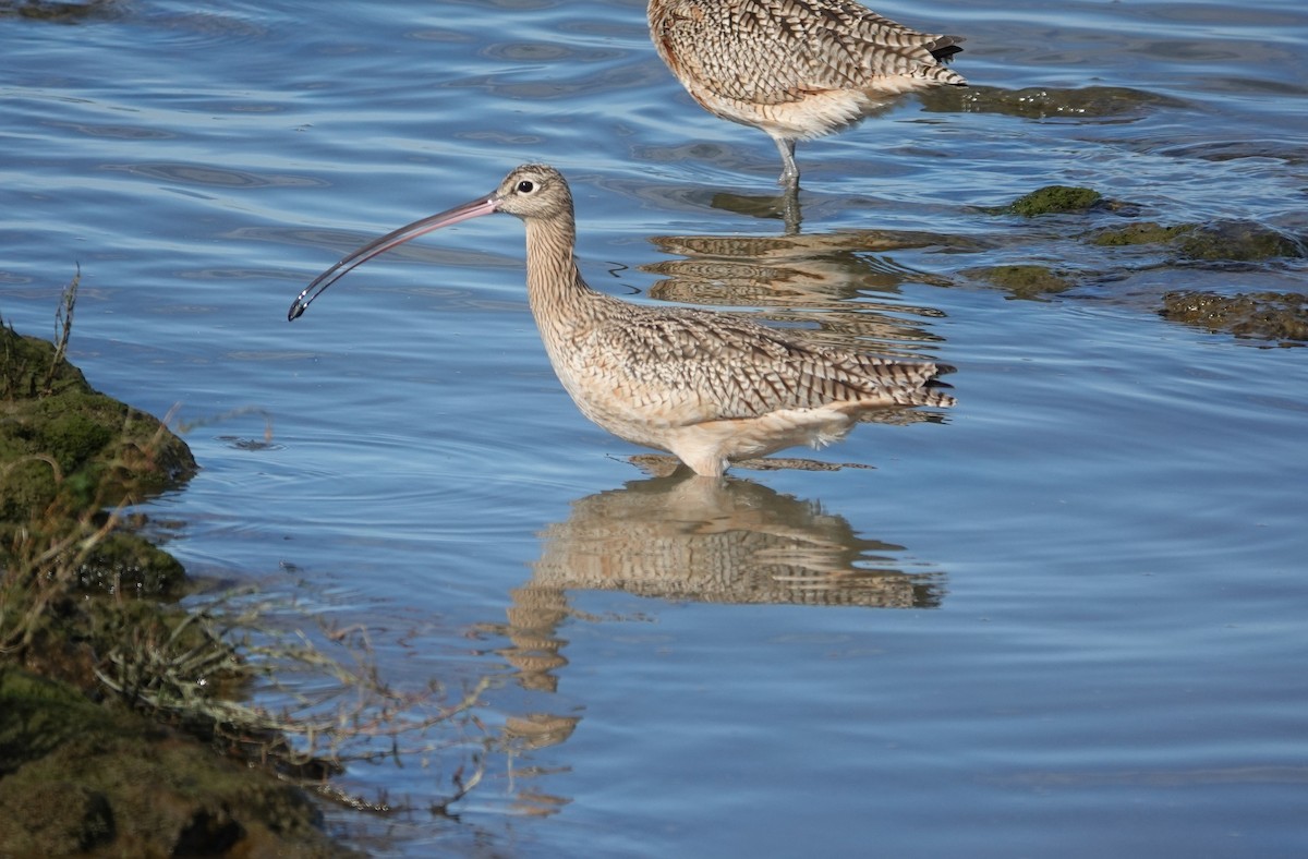 Long-billed Curlew - ML615081785