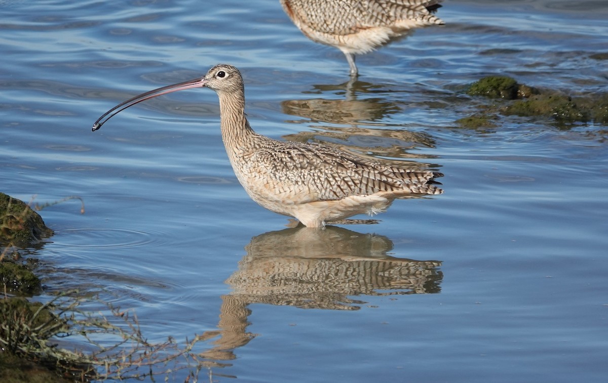 Long-billed Curlew - ML615081786