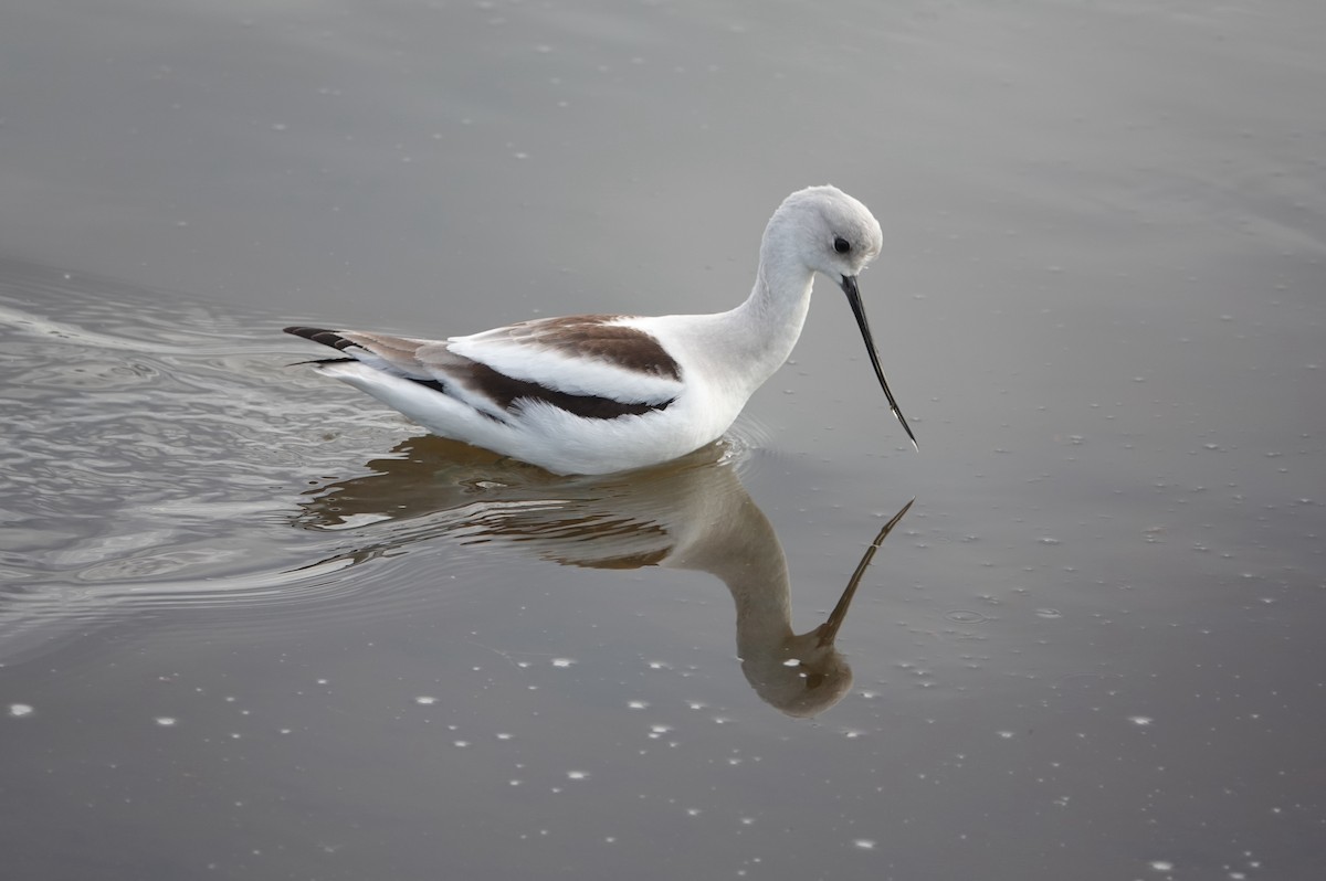 American Avocet - ML615081836