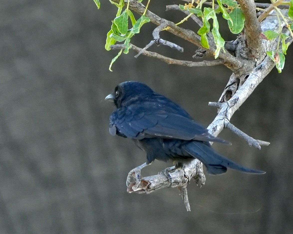 Fork-tailed Drongo - ML615081915