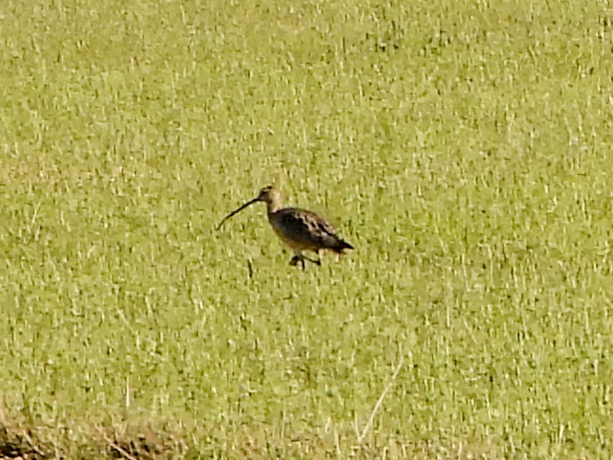 Long-billed Curlew - ML615081916
