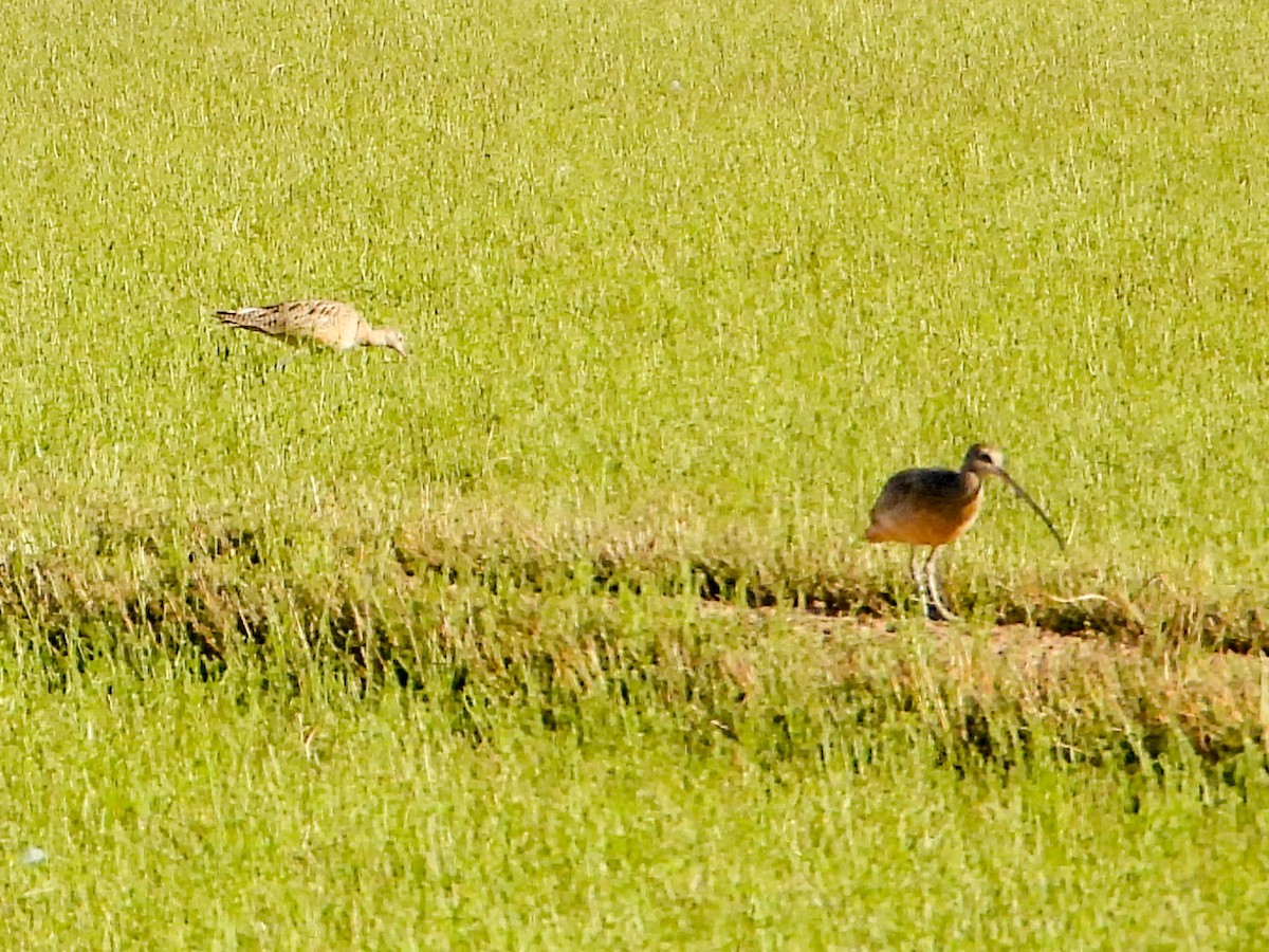 Long-billed Curlew - ML615081917
