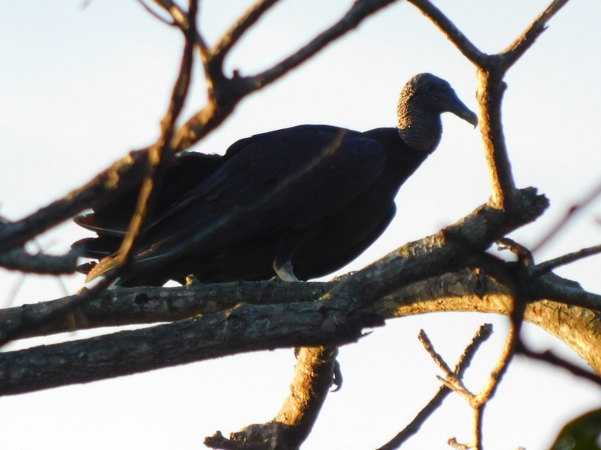 Black Vulture - Perla Laguna