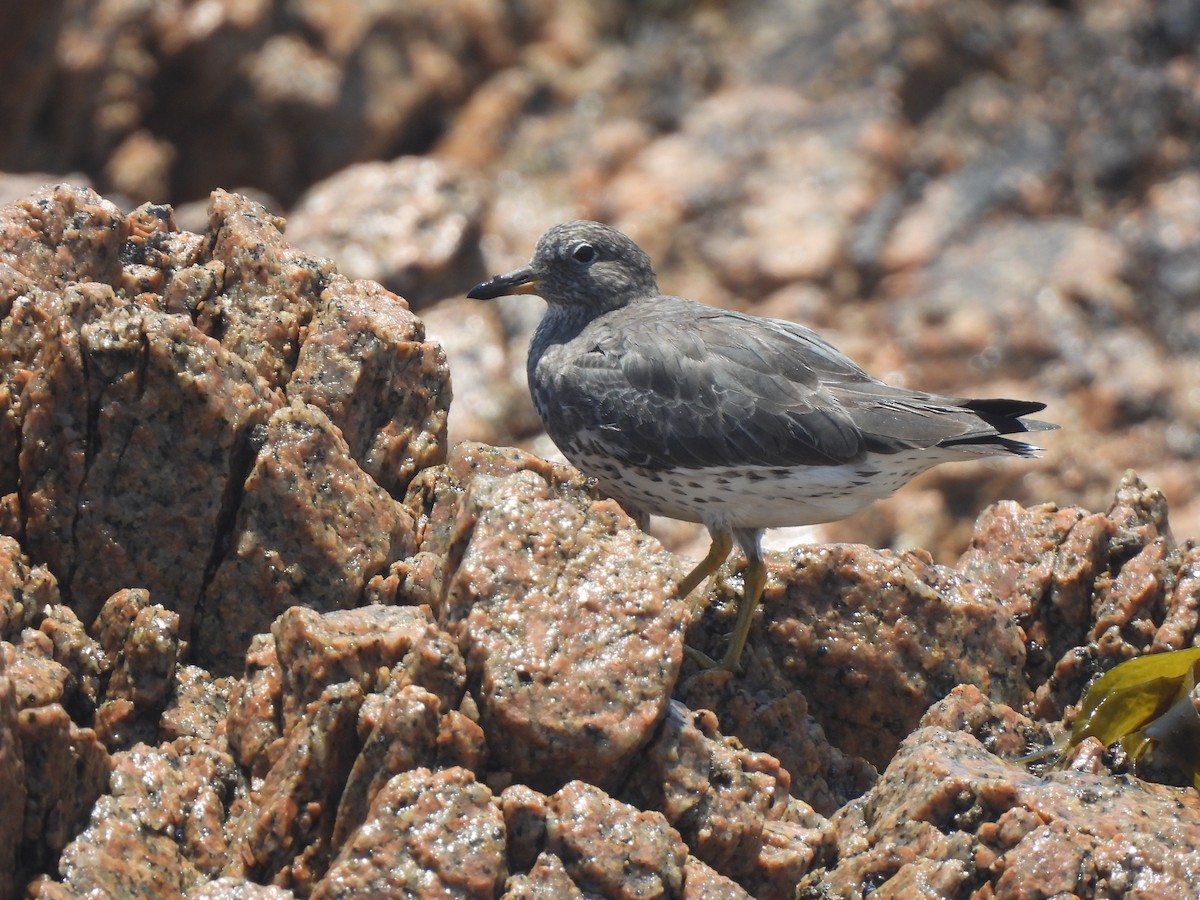 Surfbird - David  Samata Flores