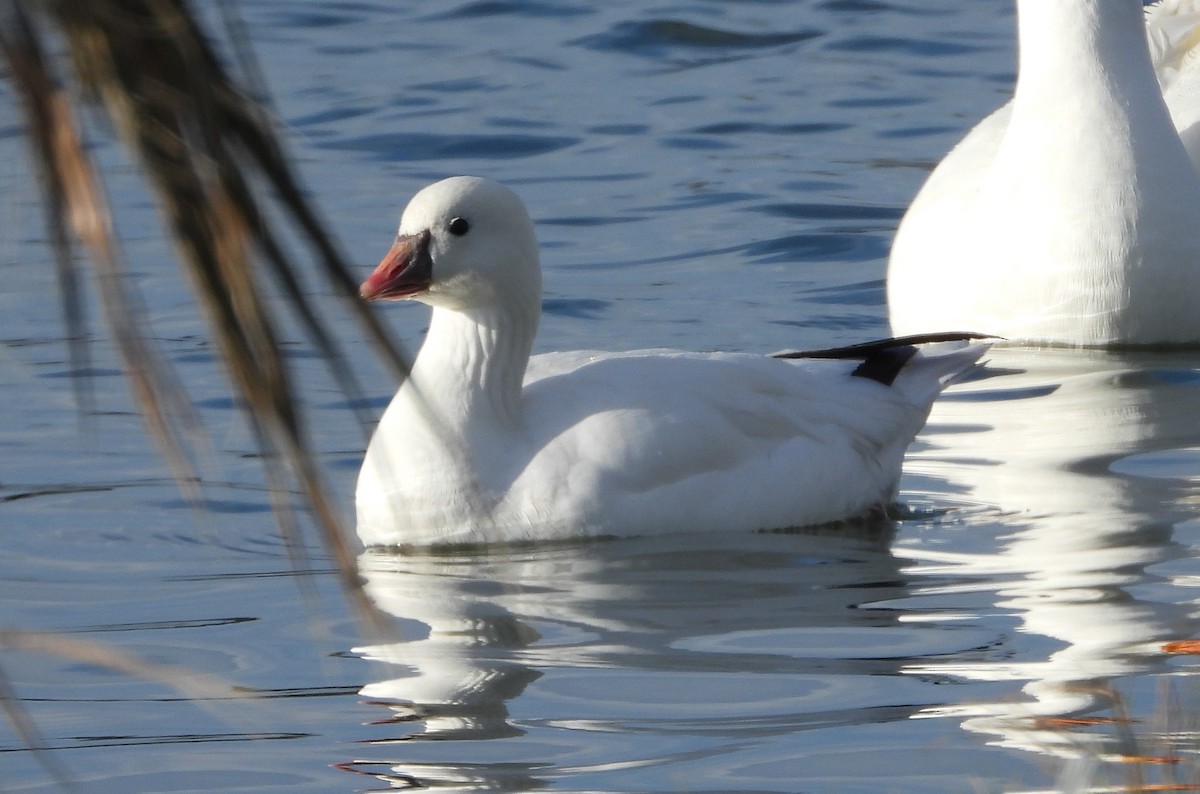 Ross's Goose - ML615082029