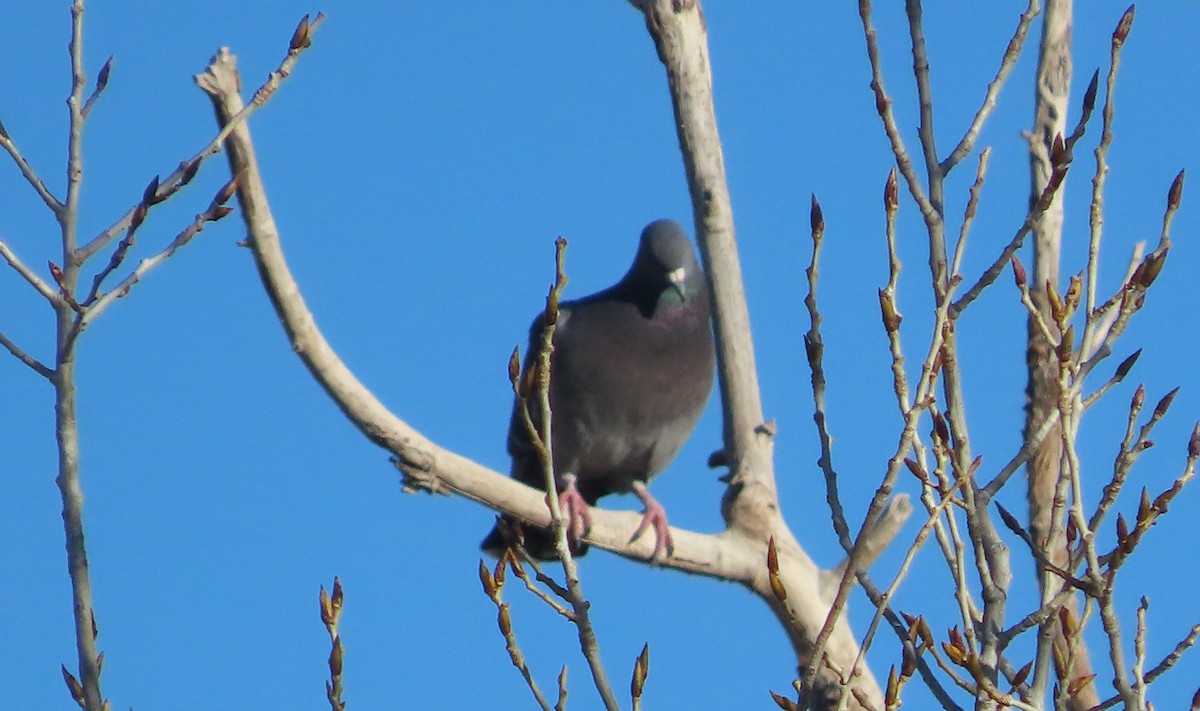 Rock Pigeon (Feral Pigeon) - ML615082078