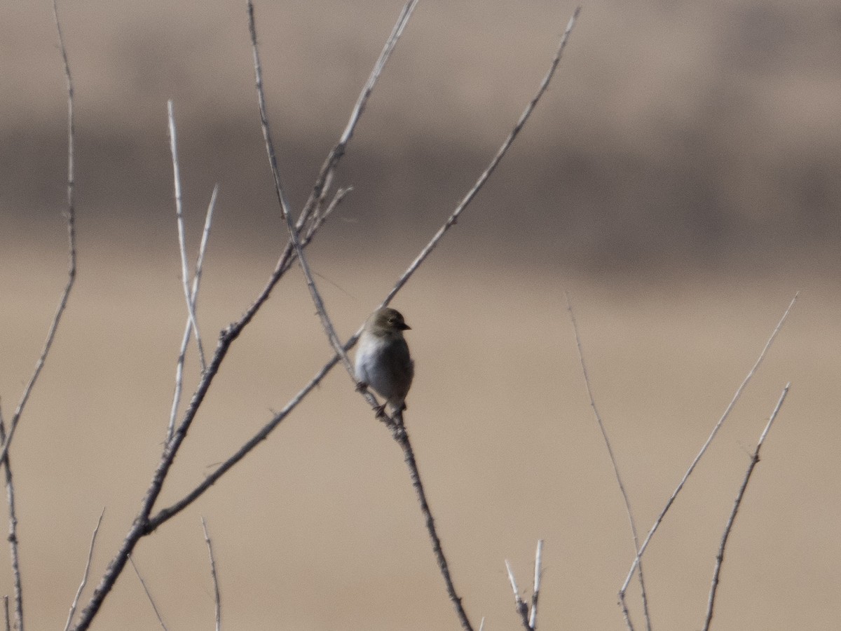 American Goldfinch - ML615082080