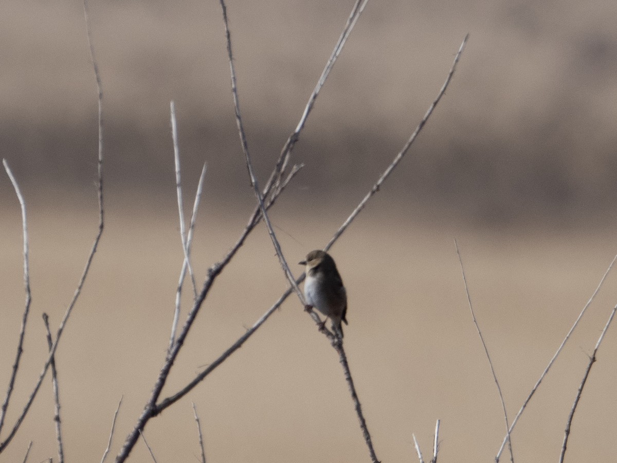 American Goldfinch - ML615082081