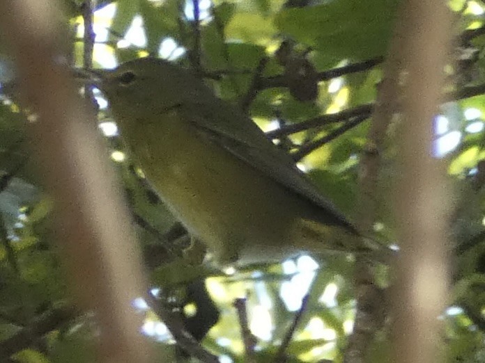 Orange-crowned Warbler (sordida) - ML615082104