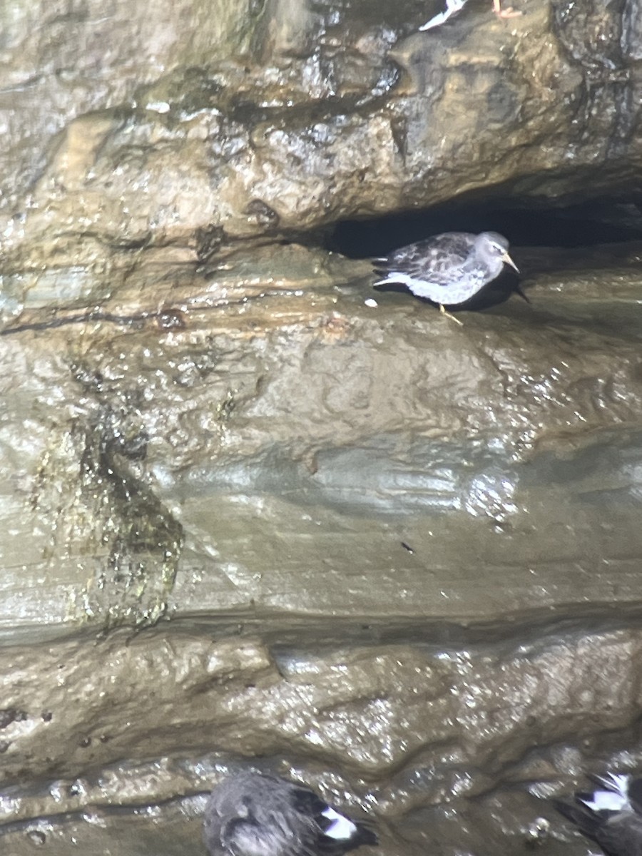 Rock Sandpiper - Dena Turner