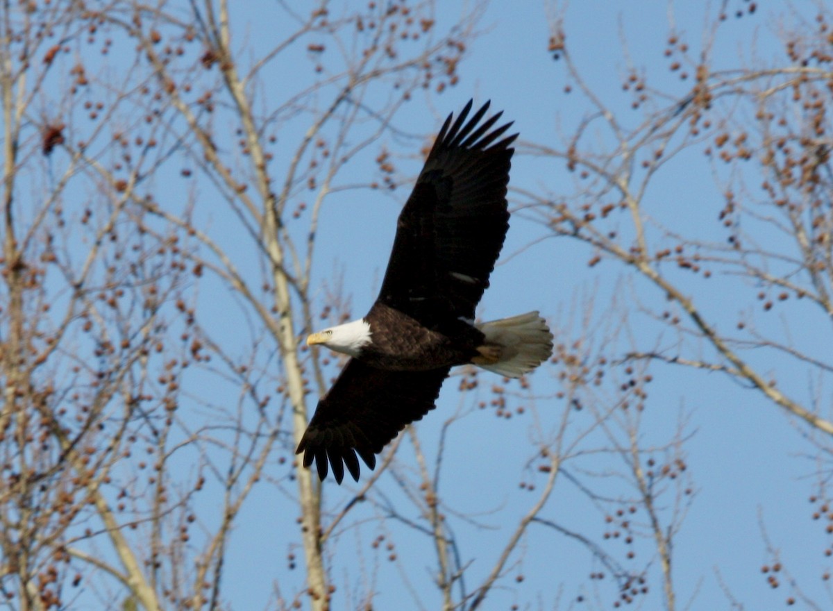 Bald Eagle - John "Jay" Walko