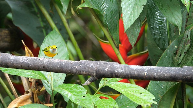 Silver-throated Tanager - ML615082175