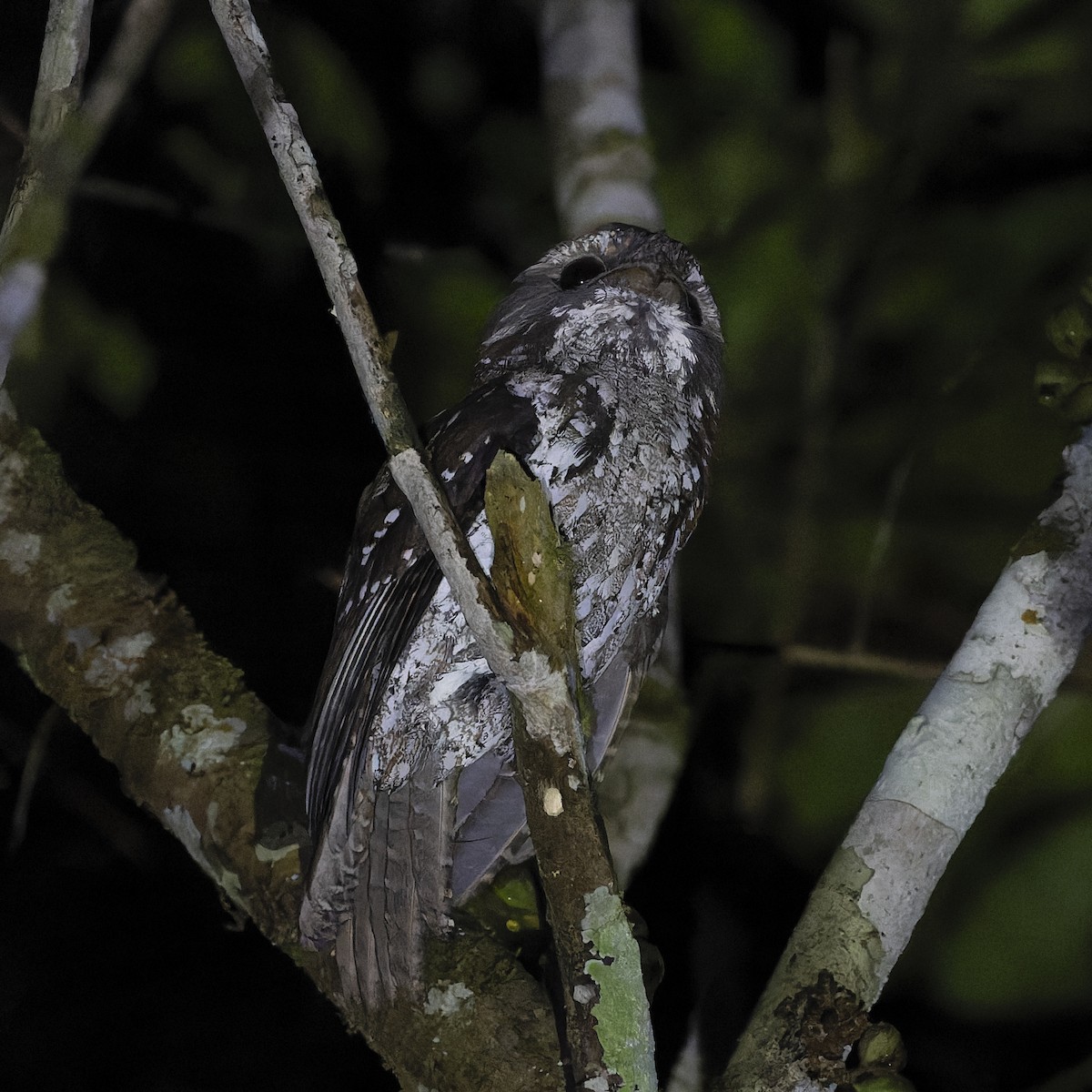 Marbled Frogmouth - ML615082261
