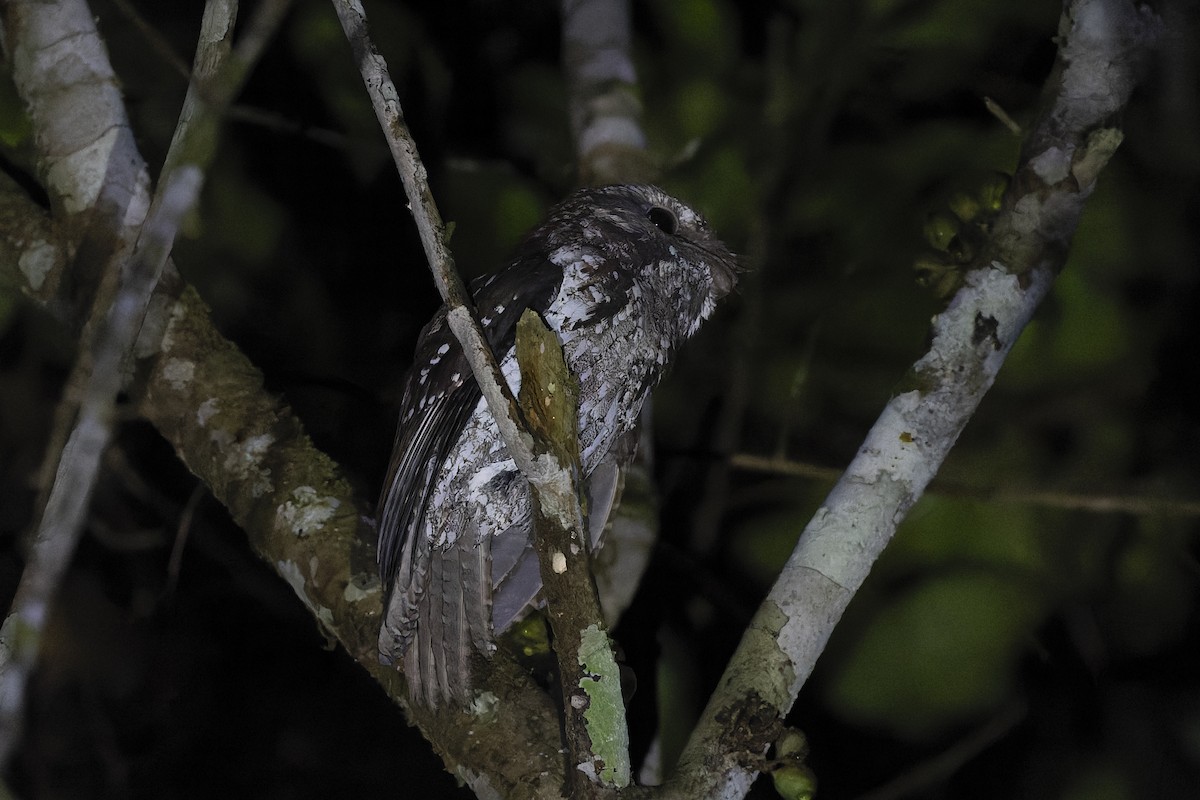 Marbled Frogmouth - ML615082262
