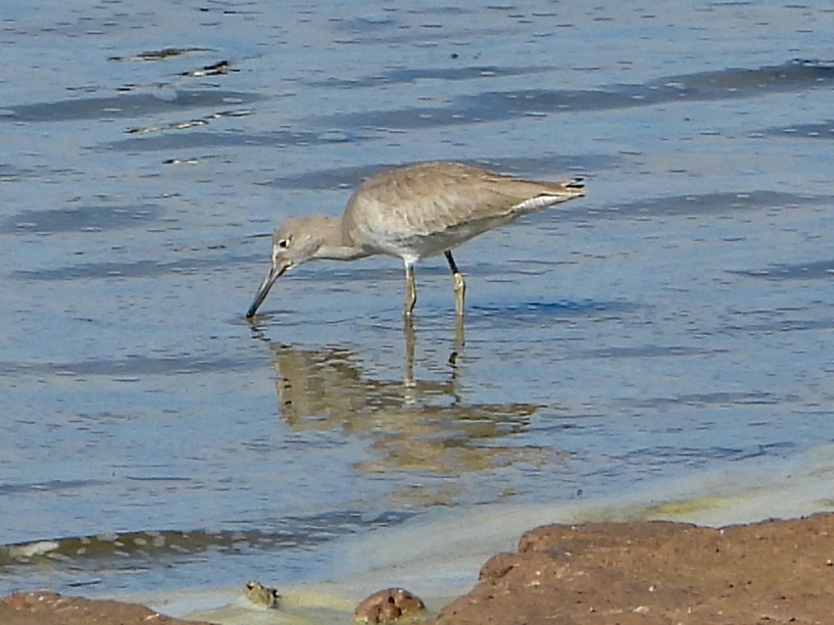 Willet - ML615082293