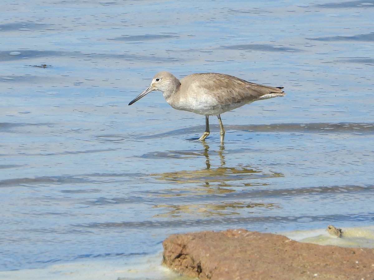 Willet - ML615082294