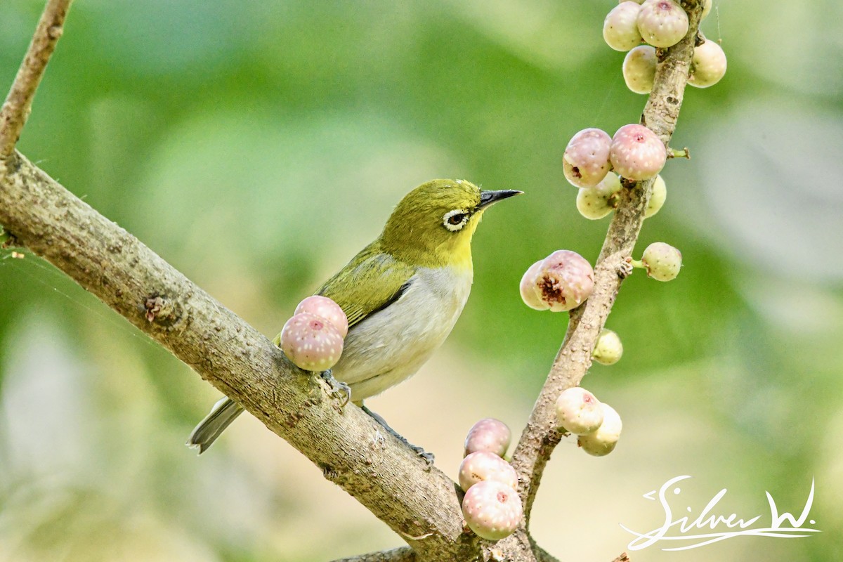 Swinhoe's White-eye - ML615082301