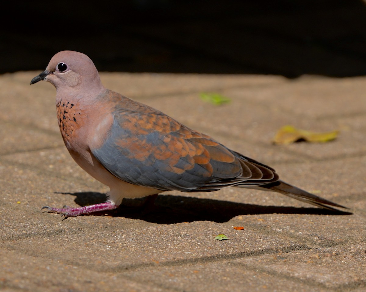 Laughing Dove - ML615082366