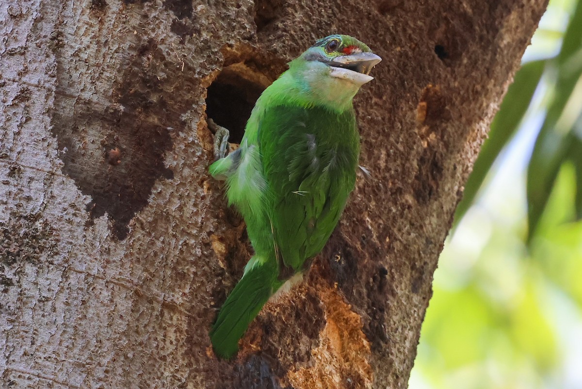 Grünscheitel-Bartvogel - ML615082374