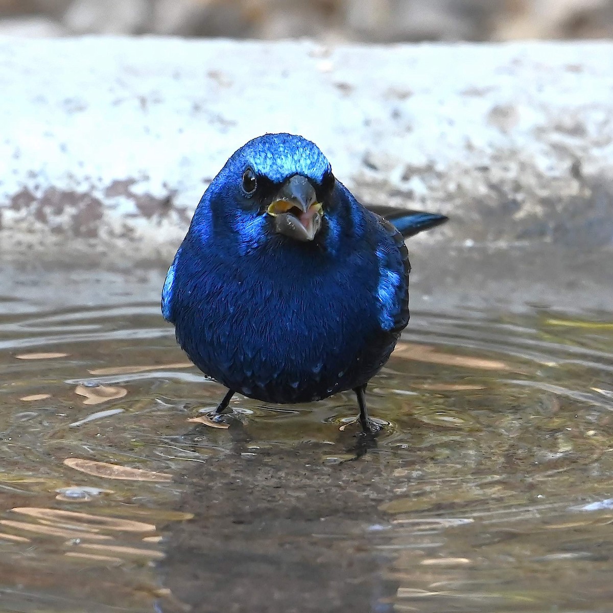 Blue Bunting (Middle America) - ML615082429