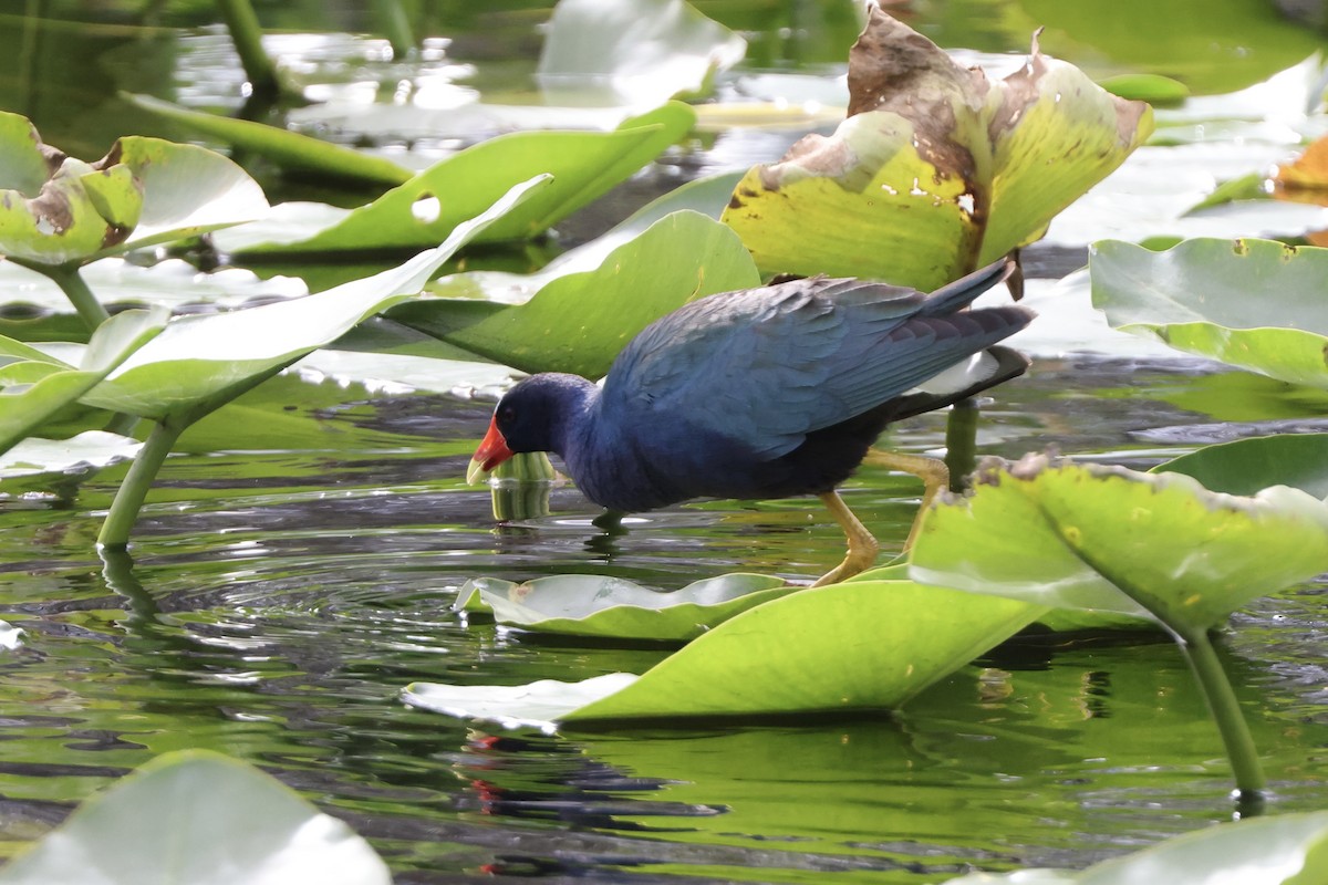 Purple Gallinule - ML615082462