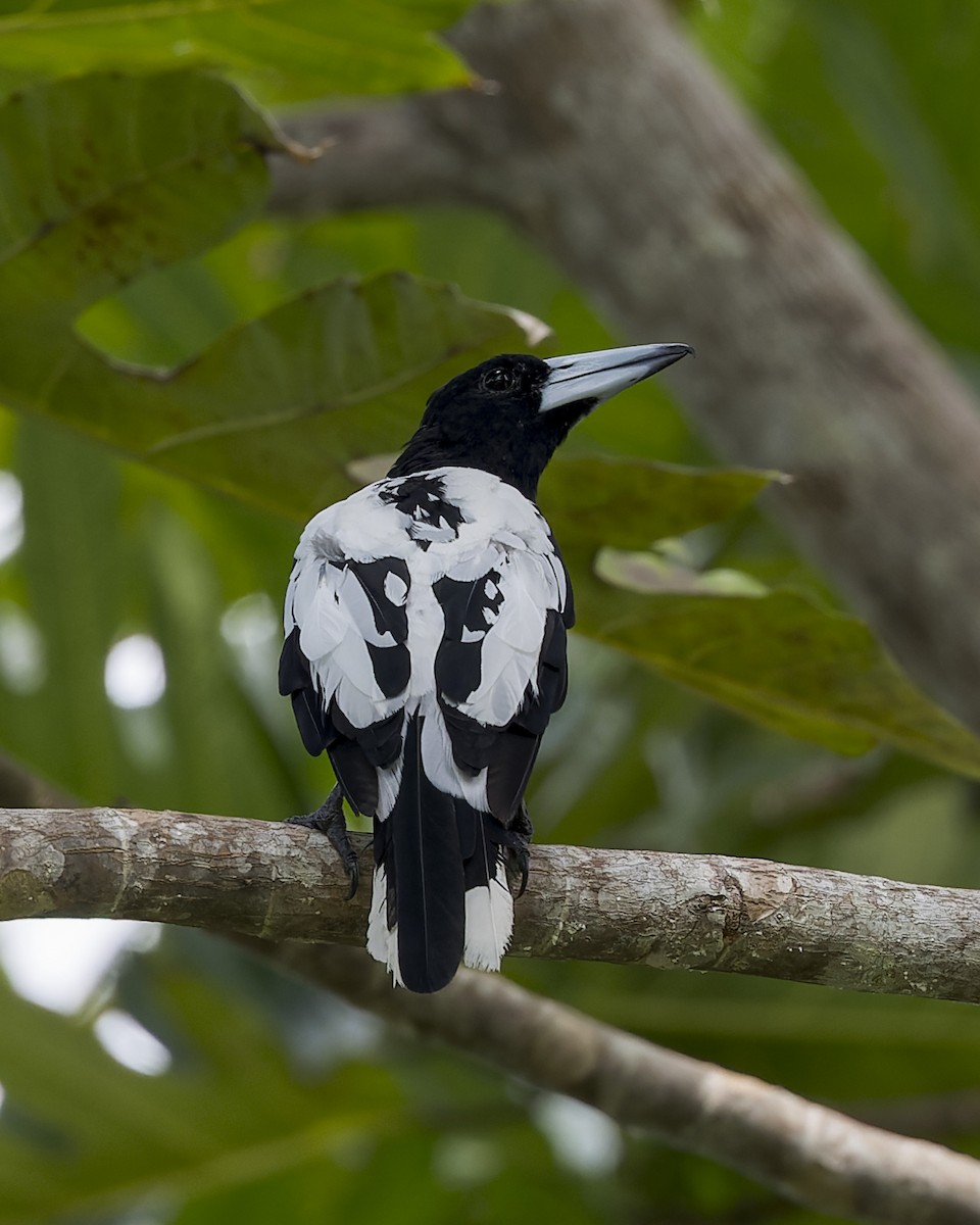 Hooded Butcherbird - ML615082505