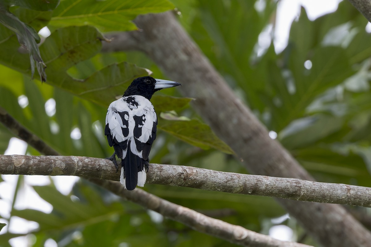 Папуанская флейтовая птица - ML615082506