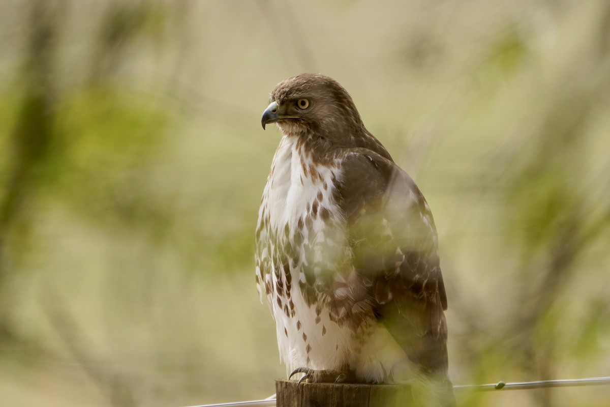 Red-tailed Hawk - ML615082518