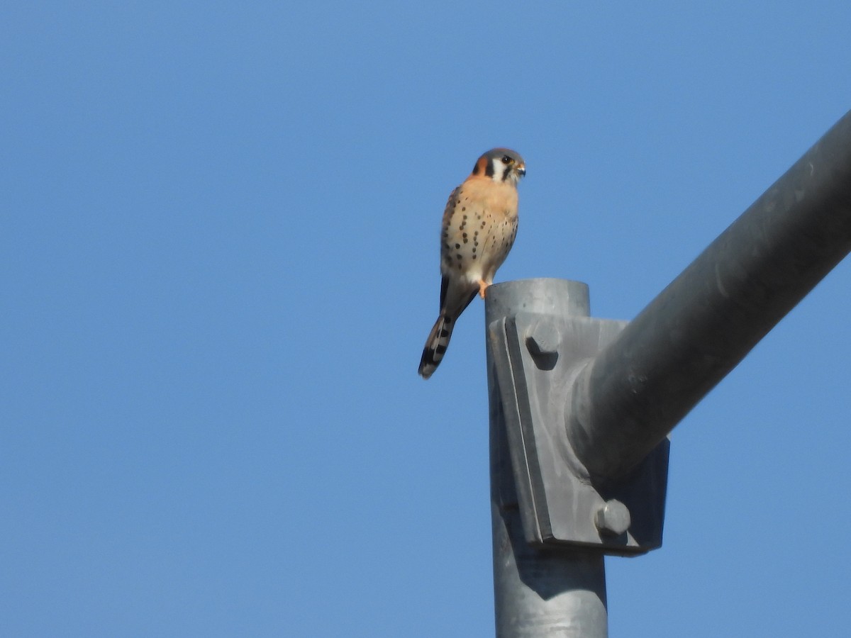 American Kestrel - ML615082558
