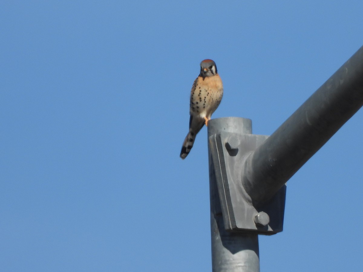 American Kestrel - ML615082560