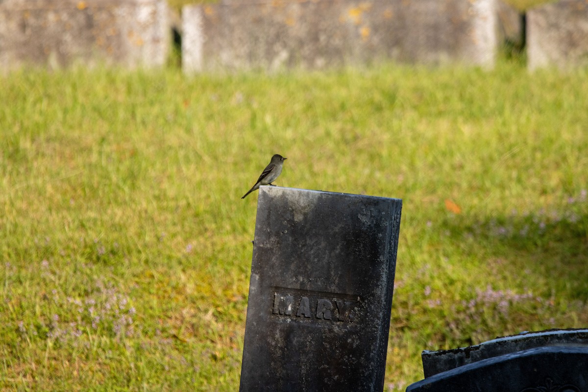 Eastern Wood-Pewee - ML615082587