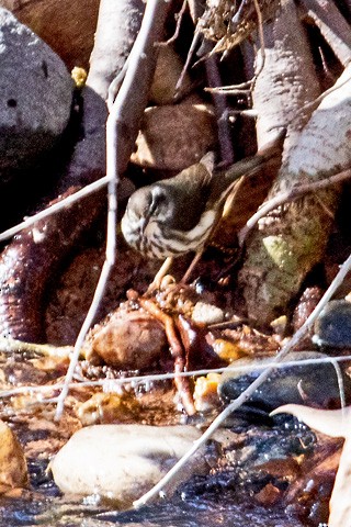 Stelzenwaldsänger - ML615082596