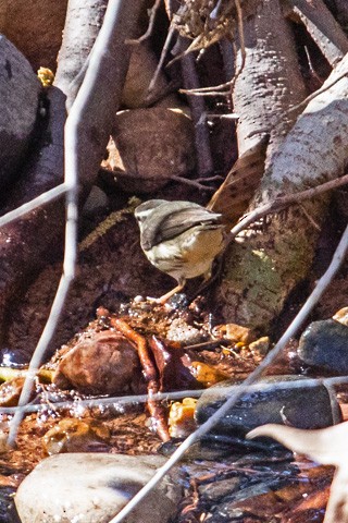 Stelzenwaldsänger - ML615082597