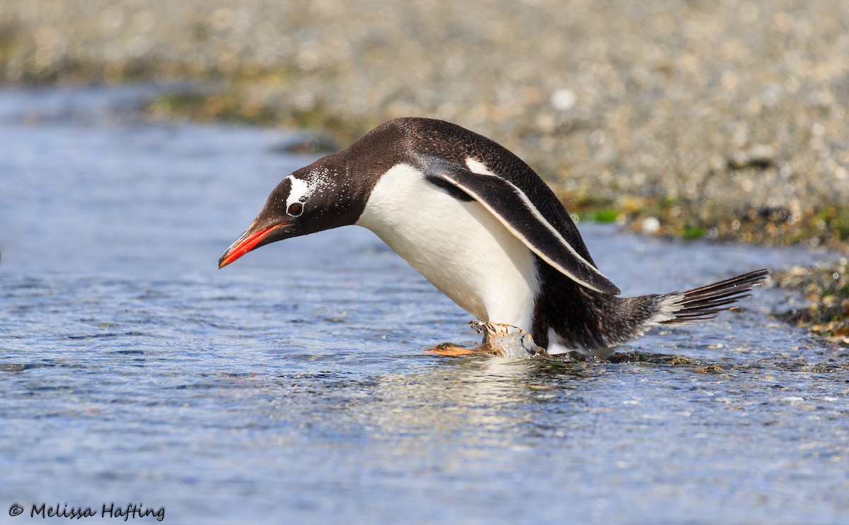 Gentoo Penguin - Melissa Hafting