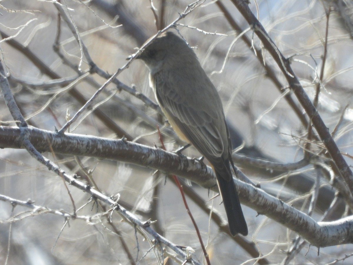 Say's Phoebe - ML615082688