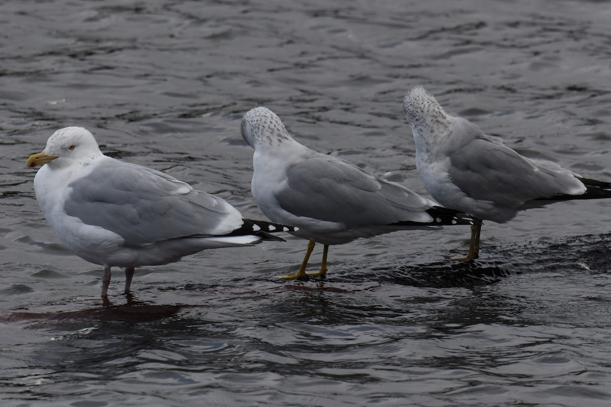 Herring Gull - Joseph Sefter