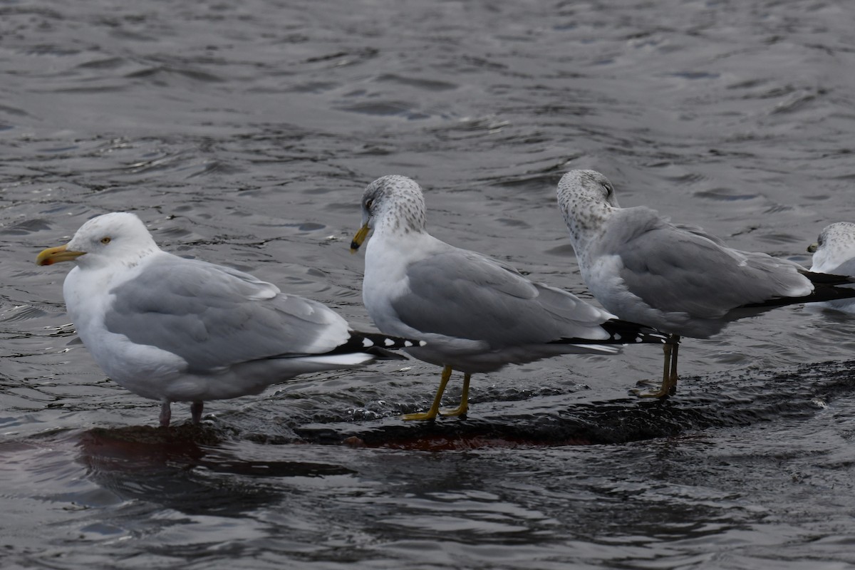 Gaviota Argéntea - ML615082701