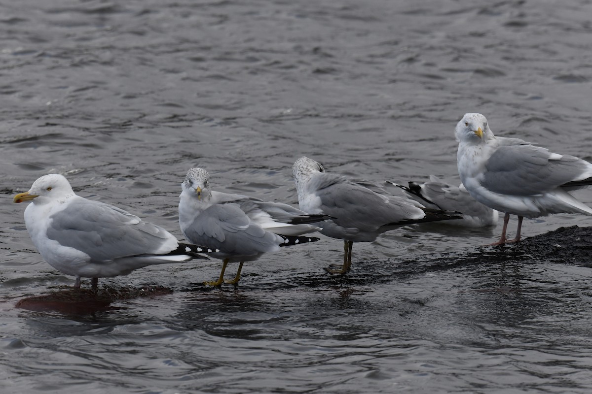 Herring Gull - Joseph Sefter