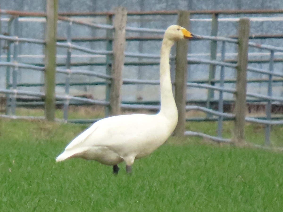 Whooper Swan - ML615082771