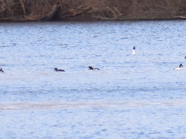 Barrow's Goldeneye - ML615082785