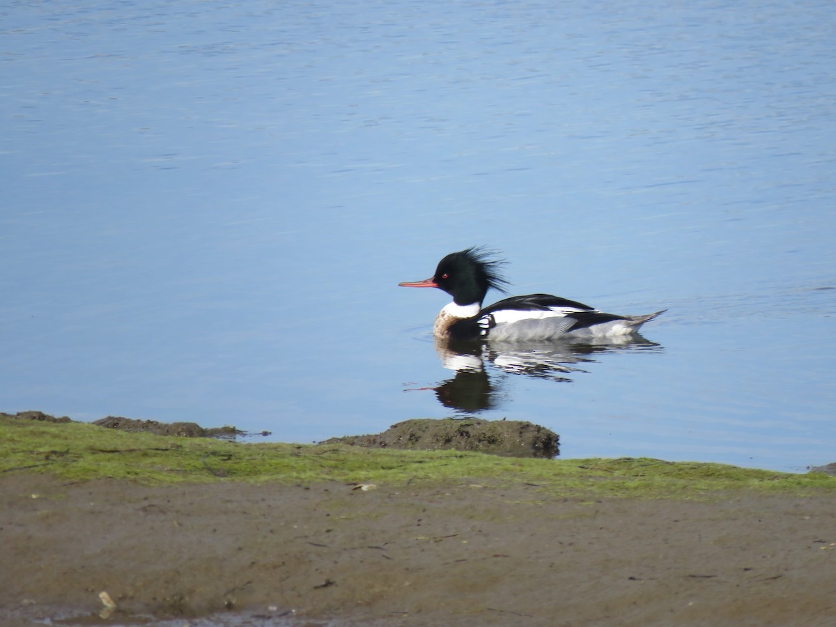 Red-breasted Merganser - ML615082802